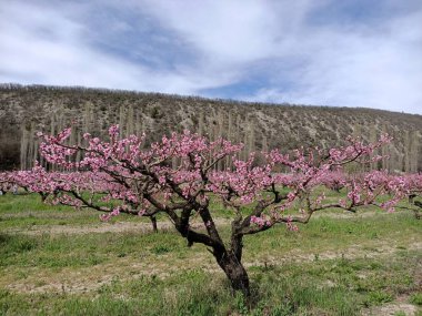 Japonya 'daki kiraz ağacı gibi dağdaki ağaçların arasında açan pembe şeftali çiçekleri gökteki bulutların altında.