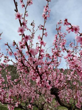 Japonya 'daki kiraz ağacı gibi dağdaki ağaçların arasında açan pembe şeftali çiçekleri gökteki bulutların altında.