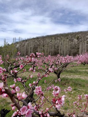 Japonya 'daki kiraz ağacı gibi dağdaki ağaçların arasında açan pembe şeftali çiçekleri gökteki bulutların altında.