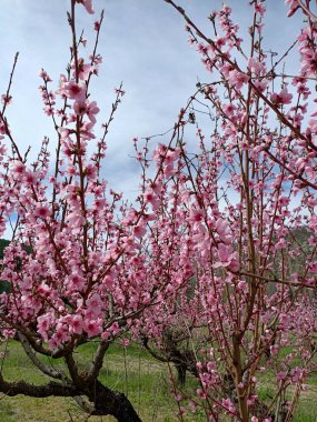 Japonya 'daki kiraz ağacı gibi dağdaki ağaçların arasında açan pembe şeftali çiçekleri gökteki bulutların altında.