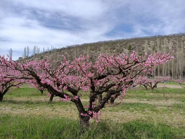 Japonya 'daki kiraz ağacı gibi dağdaki ağaçların arasında açan pembe şeftali çiçekleri gökteki bulutların altında.