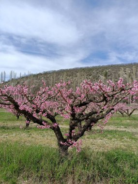 Japonya 'daki kiraz ağacı gibi dağdaki ağaçların arasında açan pembe şeftali çiçekleri gökteki bulutların altında.