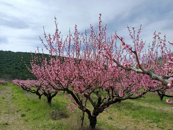 空の雲の下で日本の桜のような山の中の木のフィールドにピンクの桃の花を咲かせます — ストック写真