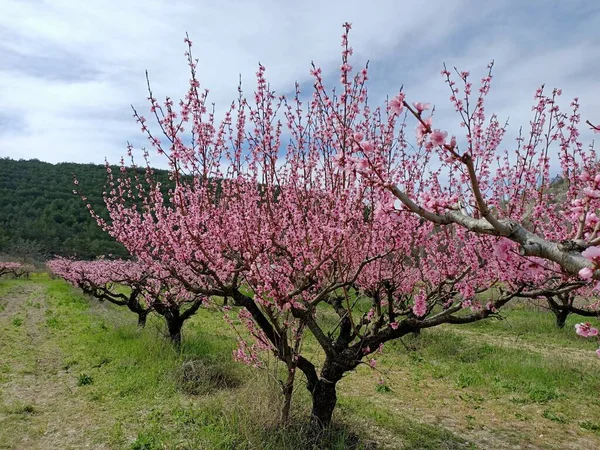 Pink Peach Blooming Flowers Field Trees Mountain Sakura Cherry Japan — Stock Photo, Image