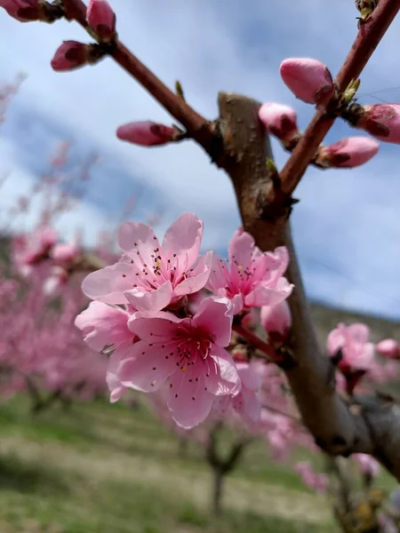 粉红的桃花盛开在山里的田野里 就像日本的樱花在天空的云彩下 — 图库照片