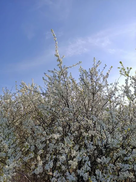 Zweige Frisch Blühender Obstblumen Sonnigen Blauen Himmel — Stockfoto