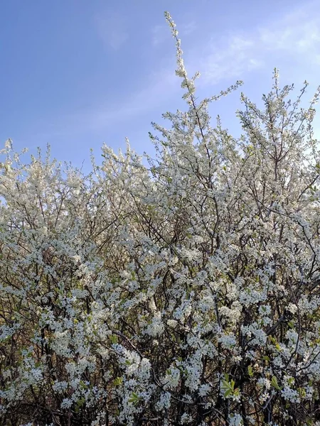 Gałąź Świeżych Kwitnących Kwiatów Owocowych Słonecznym Błękitnym Niebie — Zdjęcie stockowe