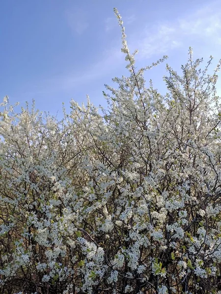 Rama Flores Frutales Frescas Soleado Cielo Azul — Foto de Stock