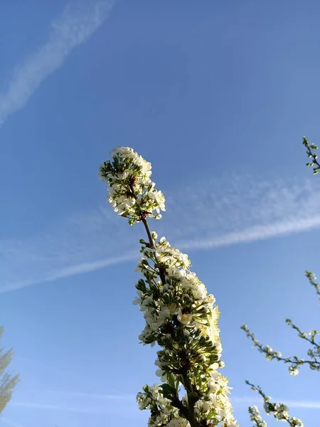 Branch Fresh Blooming Fruit Flowers Sunny Blue Sky — Stock Photo, Image