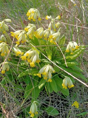 Mavi gökyüzünde yeşil yapraklar açan güzel bahar çiçekleri.