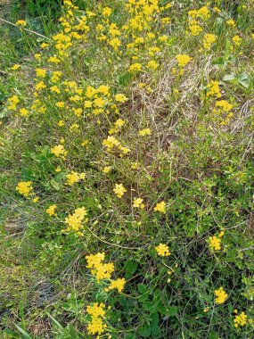 Mavi gökyüzünde yeşil yapraklar açan güzel bahar çiçekleri.