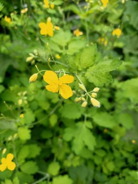 Mavi gökyüzünde yeşil yapraklar açan güzel bahar çiçekleri.