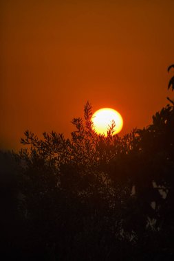 Altın güneş, Yunan kırsalındaki puslu tepelerin üzerinde batıyor. Yerli bir zeytin ağacının silueti ön planda duruyor ve huzurlu ve klasik bir Akdeniz sonbahar sahnesi yaratıyor..