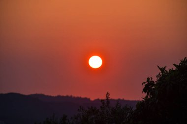 Altın güneş, Yunan kırsalındaki puslu tepelerin üzerinde batıyor. Yerli bir zeytin ağacının silueti ön planda duruyor ve huzurlu ve klasik bir Akdeniz sonbahar sahnesi yaratıyor..