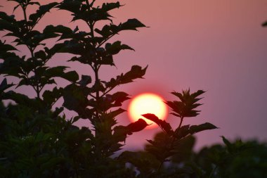 Pembe ve mor bir gökyüzünde parlayan kırmızı güneşli yumuşak odaklı, rüya gibi bir gün batımı. Bulanık ağaç yaprağı siluetleri romantik, huzurlu ve sakin sahneyi çerçeveler..