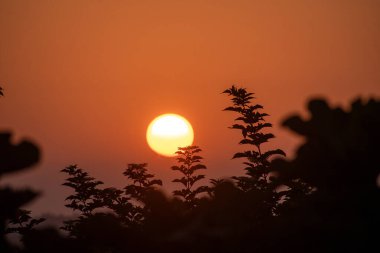 Huzurlu, altın bir günbatımı incir ağacı yapraklarının arkasında sıcak, turuncu bir ışık parlar. Metin ya da tasarım elementleri için geniş kopya alanına sahip barışçıl ve atmosferik bir arkaplan.