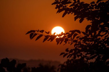 Batan güneş, akşam gökyüzünde, ağaç yapraklarının karanlık silueti tarafından kısmen gizlenmiş sıcak bir turuncu parıltı yaratır. Sakin, atmosferik ve barışçıl bir arka plan..