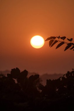Batan güneş, akşam gökyüzünde, ağaç yapraklarının karanlık silueti tarafından kısmen gizlenmiş sıcak bir turuncu parıltı yaratır. Sakin, atmosferik ve barışçıl bir arka plan..