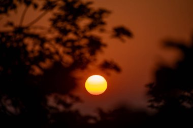 Batan güneş, akşam gökyüzünde, ağaç yapraklarının karanlık silueti tarafından kısmen gizlenmiş sıcak bir turuncu parıltı yaratır. Sakin, atmosferik ve barışçıl bir arka plan..