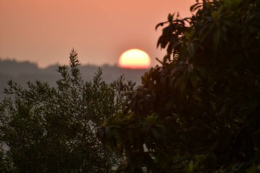 Kırsal Yunanistan 'ın yuvarlanan tepeleri üzerinde altın saat gün batımı. Sıcak güneş turuncu gökyüzünde parlıyor. Yalnız bir kuş karanlık ağaç siluetlerinin üzerinde uçuyor. Kopya alanı olan huzurlu sonbahar manzarası.