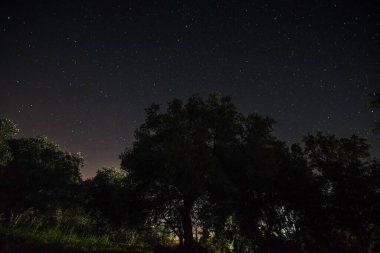 Görkemli yaşlı bir zeytin ağacı, sayısız yıldızın yoğun olduğu parlak, berrak bir gece göğüne karşı karanlık bir siluette duruyor. Yunan kırsalında astrofotoğrafçılık
