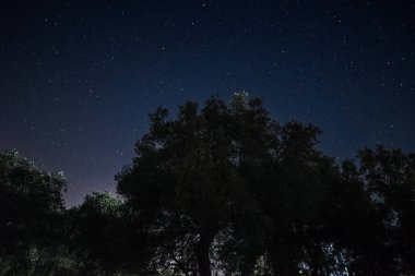 Büyük bir ağaç gölgesinin karanlık siluetinden yukarıya, parlak yıldızlarla dolu engin, berrak bir gece göğüne bakıyorum. Doğanın evrene ve galaksiye bağlı düşük açılı bir perspektifi.