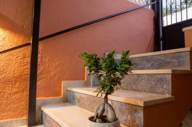 A stylish Ginseng Ficus bonsai with prominent aerial roots sits in a white pot on a modern marble staircase, illuminated by a warm light against a peach wall