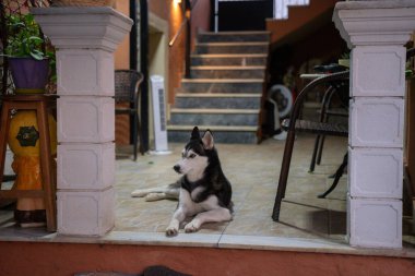 Güzel mavi gözlü görkemli bir Sibirya Husky köpeği, Yunanistan 'da rahat bir yuva ortamında beyaz sütunlar tarafından çerçevelenen fayanslı bir verandada huzur içinde yatıyor..