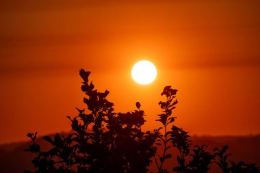 The brilliant, circular sun descends into a fiery red and orange sky during a stunning sunset, perfectly framed by the dark, artistic silhouette of wild plants in the foreground for a tranquil scene