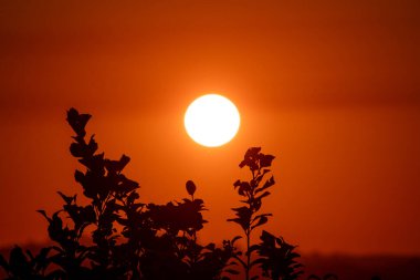 A vibrant, fiery orange sunset glows in the evening sky, beautifully contrasted by the dark, detailed silhouette of a wild plant in the foreground. A serene and peaceful natural background scene.