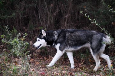 Sibirya Husky 'si sonbahar ormanında yürüyor. Mavi gözlü, güzel, safkan bir köpeğin profili. Kuru yapraklarla kaplı bir patikada ormanı keşfediyor..