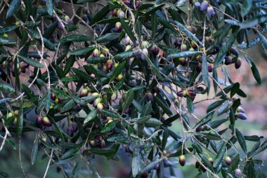 Taze zeytinlerle ağırlaşmış bir Yunan zeytininin dalları. Doğal, yapraklı bir arka plan, organik bir meyve bahçesinde sonbahar hasadının bolluğunu gösteriyor..