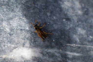 Close-Up Macro Photo of a Yellow and Black Striped Wasp on a Textured Marble Surface