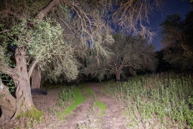 Ay Işığı Altındaki Zeytinlikte Gizemli Yol Yıldızlı Gece Gökyüzünün Altında
