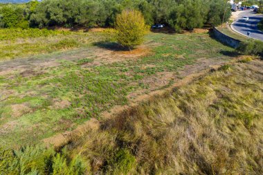 Çimenli bir tarladaki yalnız bir ağacın yüksek açılı drone görüntüsü, yoğun bir zeytin koruluğu ve yakınlardaki bir yol ile çevrili.