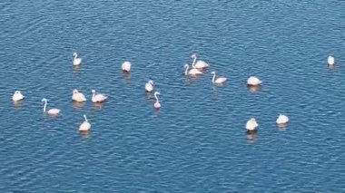 Pembe flamingo sürüsünün sabit, yüksek açılı drone görüntüsü canlı, mavi bir gölde geziniyor ve besleniyor, sakin bir vahşi yaşam sığınağı sahnesi.