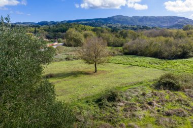 Yeşil bir çayırda, dağlarda ve bulutlu mavi gökyüzünde yapayalnız bir ağacın olduğu güzel kırsal alan..