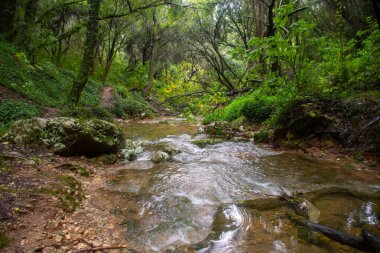 Korfu adasındaki Kiprianades 'ın yemyeşil ormanlarından akan nehir akıntısı, yosunlu kayalar ve ağaçların arasındaki sakin su deresi doğal yaz manzarası