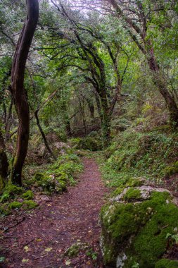 Yosun tutmuş bir sonbahar gününde verimli Yeşil Orman Yürüyüş Patikası: Yoğun ve Yapraklı Ağaçlar Arasında Güneş Işığı Süzgeçli Huzurlu Kirli Yol.