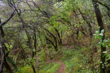 Yosun tutmuş bir sonbahar gününde verimli Yeşil Orman Yürüyüş Patikası: Yoğun ve Yapraklı Ağaçlar Arasında Güneş Işığı Süzgeçli Huzurlu Kirli Yol.