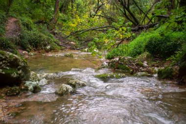 Kiprianades Korfu Yunanistan 'daki ağaçların arasından süzülen küçük bir dere ile sakin orman tabanı, gür bitki örtüsü ve vahşi bir arazide akan suyun üzerinde canlı yeşil yapraklar.
