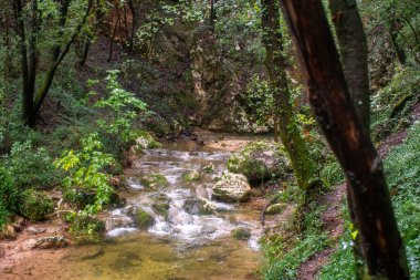 Huzurlu Orman Akıntısı Yosun kaplı Kayaların Üzerinden Şelale Gibi Geçiyor Sığ ve Temiz Su Sonbahar Aydınlığında Yapraklı Ormanlardan Geçiyor.