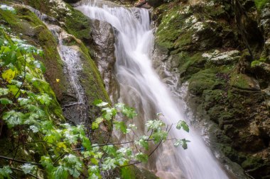 Yosunların üzerinden akan küçük doğal şelale kayaları temiz bir havuza dönüştürmüş, Kiprianades, Korfu, Yunanistan 'ın gür ormanlarında yakalanmış, dingin doğa, temiz su dokuları ve sakin vahşi doğa güzellikleri sergiliyor..