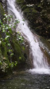 Görkemli Şelalenin Dikey Çekimi Yosun Uçurumlarından İzole Havuz 'a atlarken, Gizli Orman Kanyonu' ndaki Bereketli Bitkilerle çevrilidir.