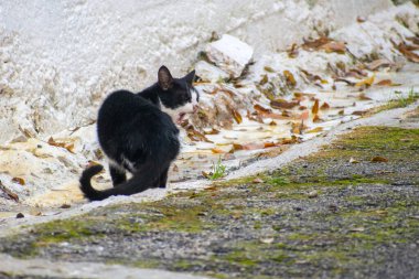 Beyaz Duvar ve Düşen Sonbahar Yaprakları, Gizli Kedi Portresi, Beyaz Duvar ve Düşen Sonbahar Yaprakları yakınlarındaki Açık Dişleri Gösteren Ağız ile Siyah ve Beyaz Başıboş Kedi Esniyor