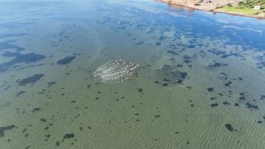 Korfu Yunanistan 'da korunan bir sulak arazinin yeşil sığ sularında bir şekil oluşturan flamingo sürüsünün havadan insansız hava aracı görüntüsü.