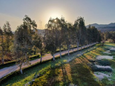 Korfu 'daki Manzaralı Kırsal Yol Günbatımında Uzun Ağaçlarla Sıralanmış Güneş Işığı ve Arkaplanda Dağlarla Yaz Akşamı Manzarası