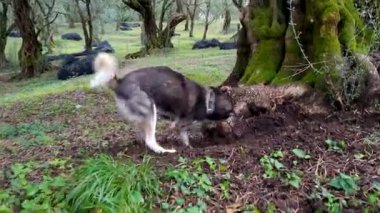 Köpek ağaçların yanında toprağı kazıyor.