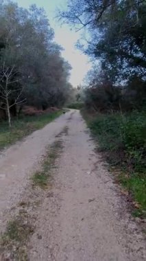 Ağaçlar ve çalılarla çevrili çakıl yolu.