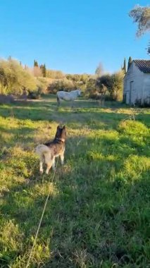 Otlak arazide köpek gözlemleme atı